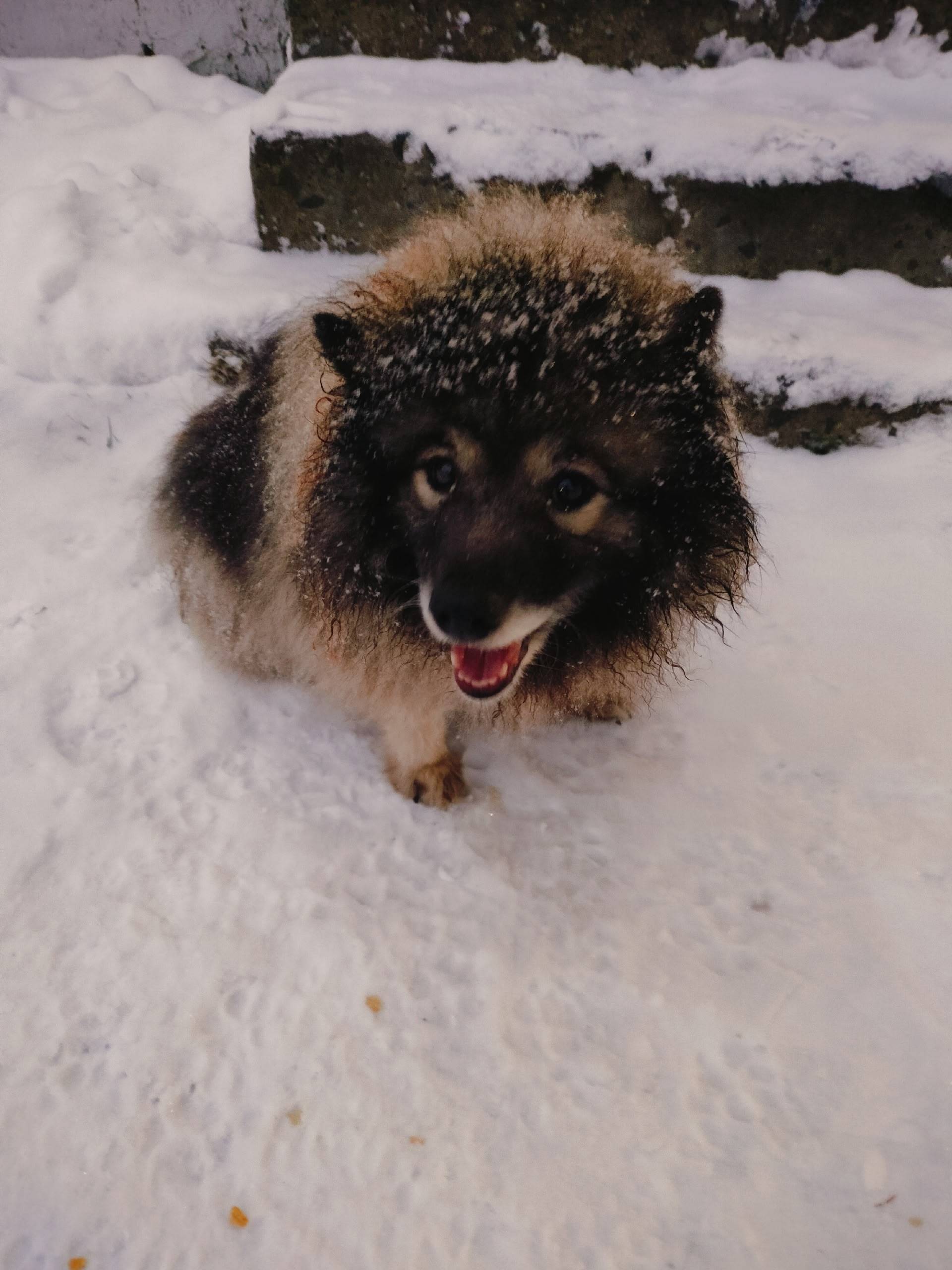 ‼️друзья, помогите найти хозяе...