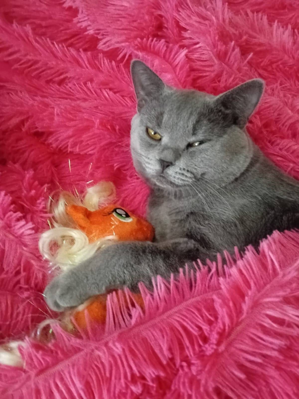 🆘🆘🆘Пропал кот на ул Костенко. ...