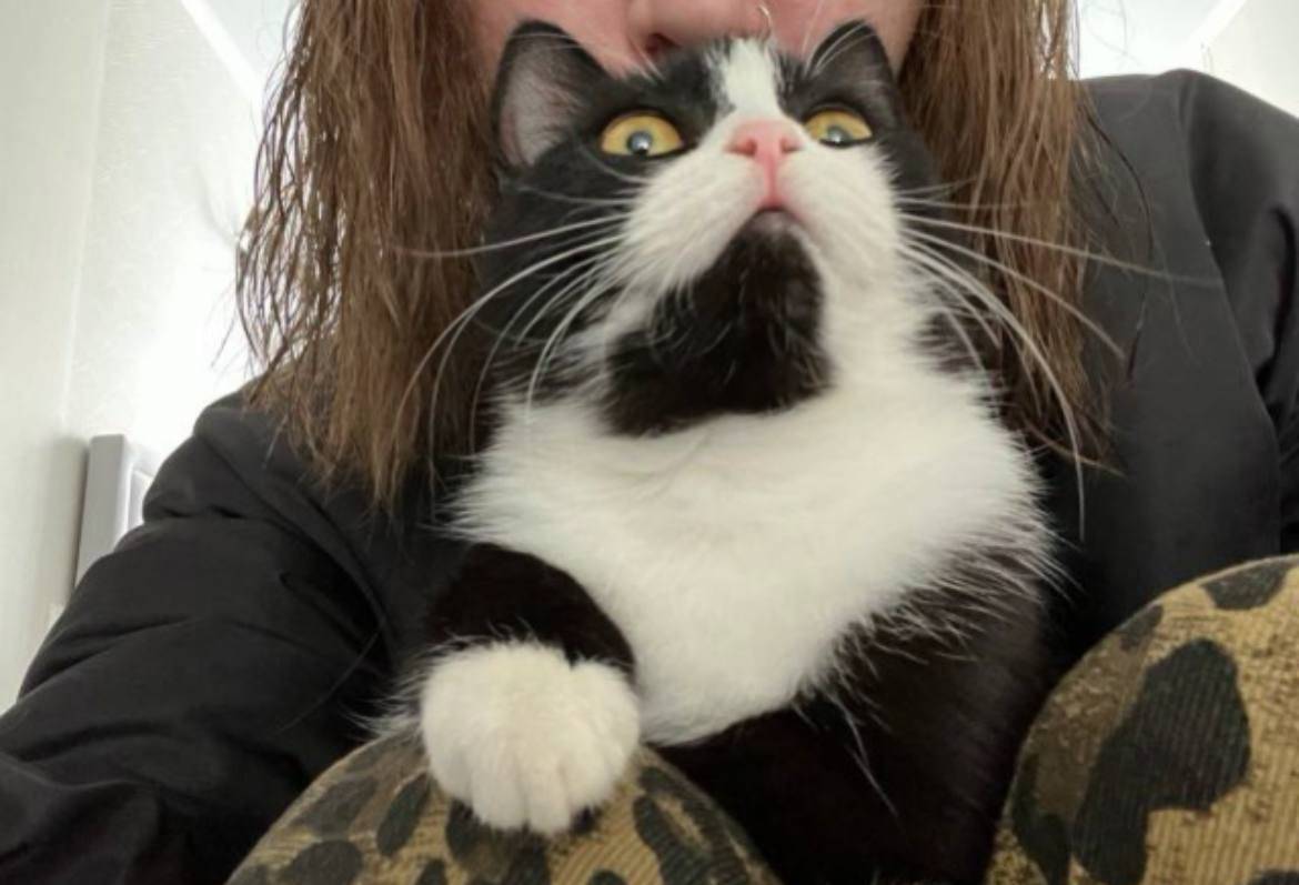 Пропала кошка зовут гаша,пожал...