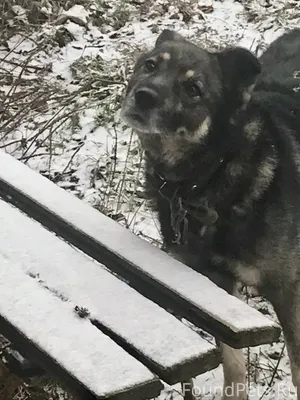 Ребят, Чья собака ? находится ...