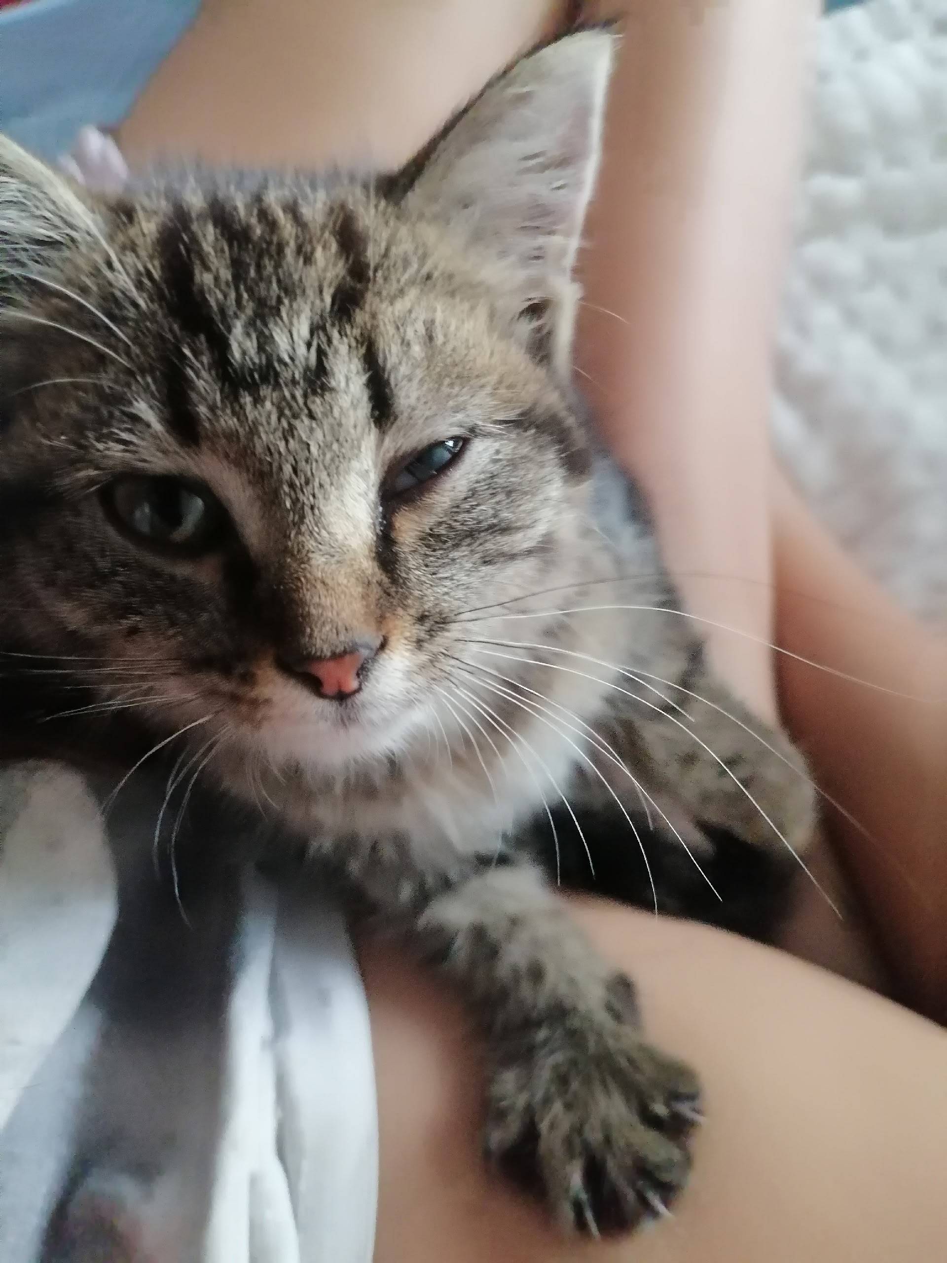 Найдена кошка, на мжк, окраска...