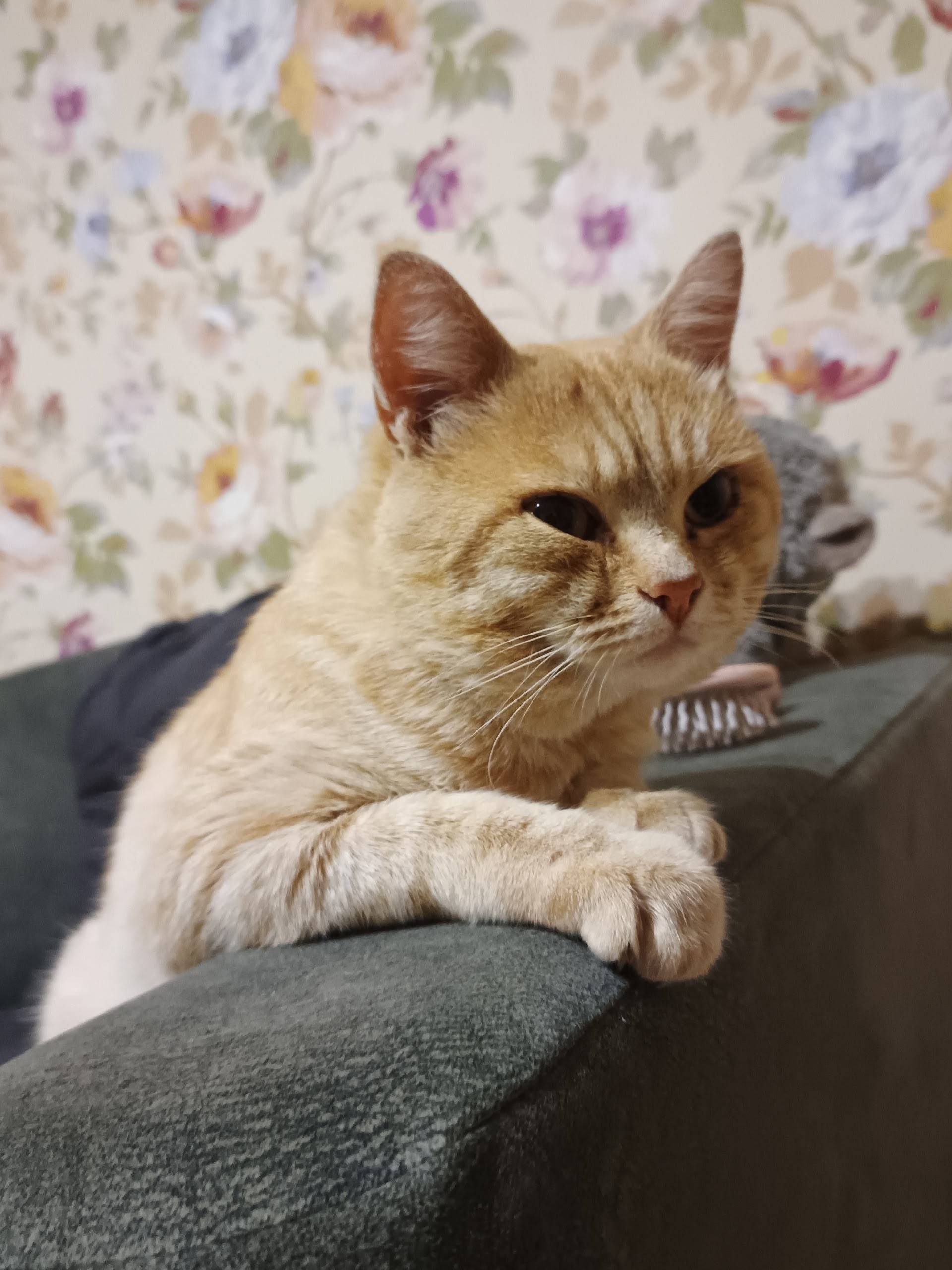 Пропал кот в районе красноарме...