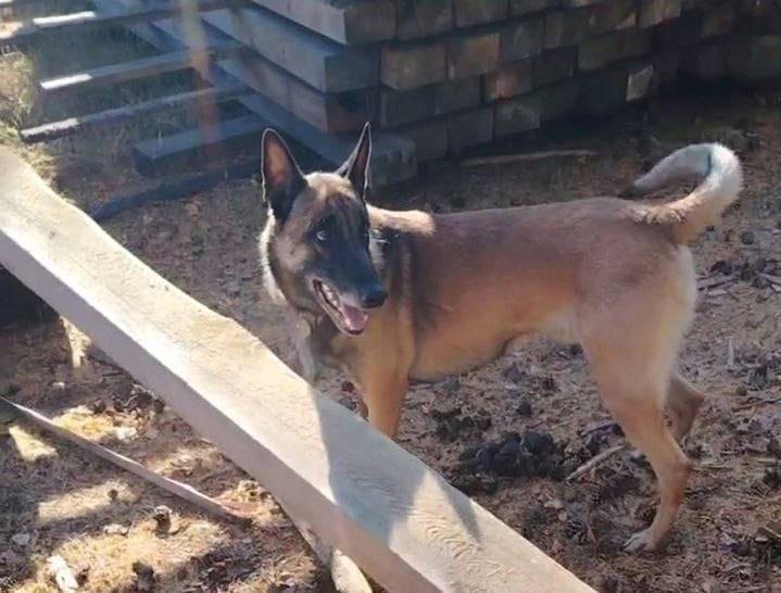 Пропала собака! Пожалуйста, ма...