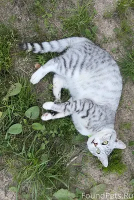 🆘Пропал кот с.Остер (по ул...