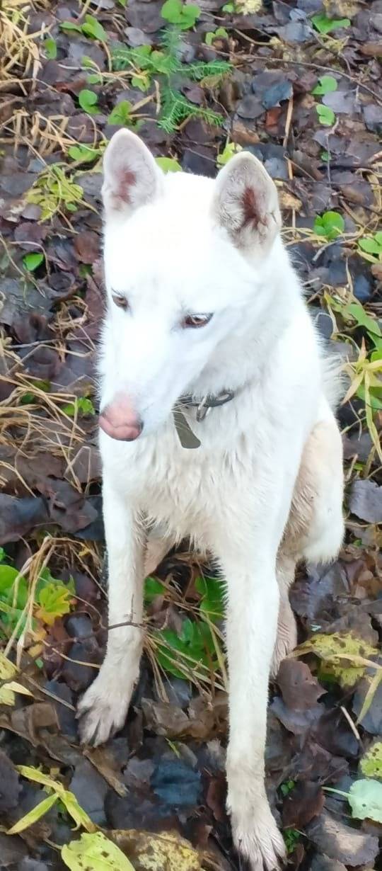 Потерялась собака, последний р...