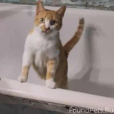 Пропал кот. Вчера, 20 ноября с...