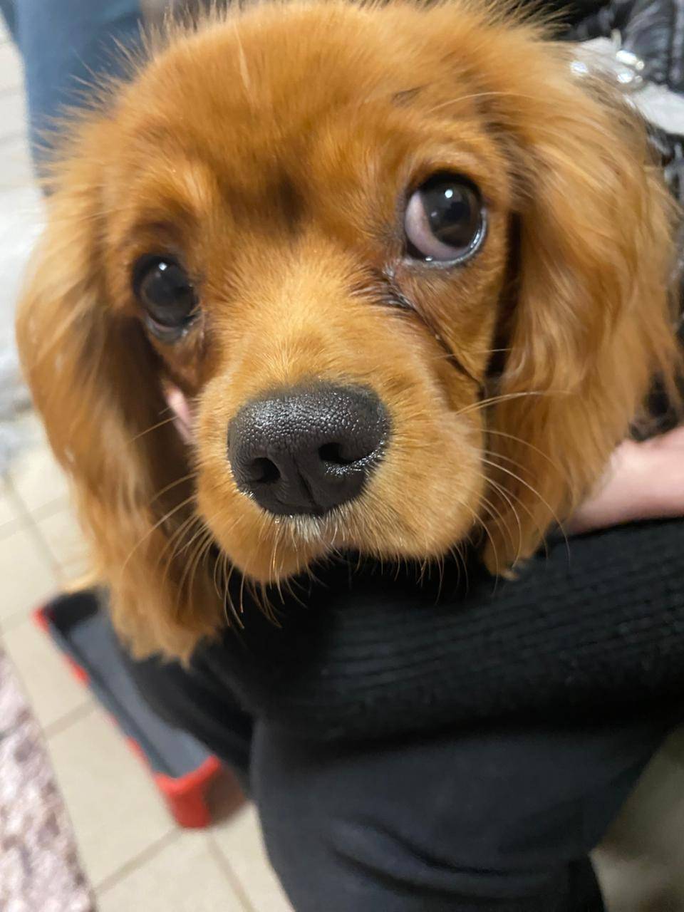 Потерялся щенок в районе Вышне...