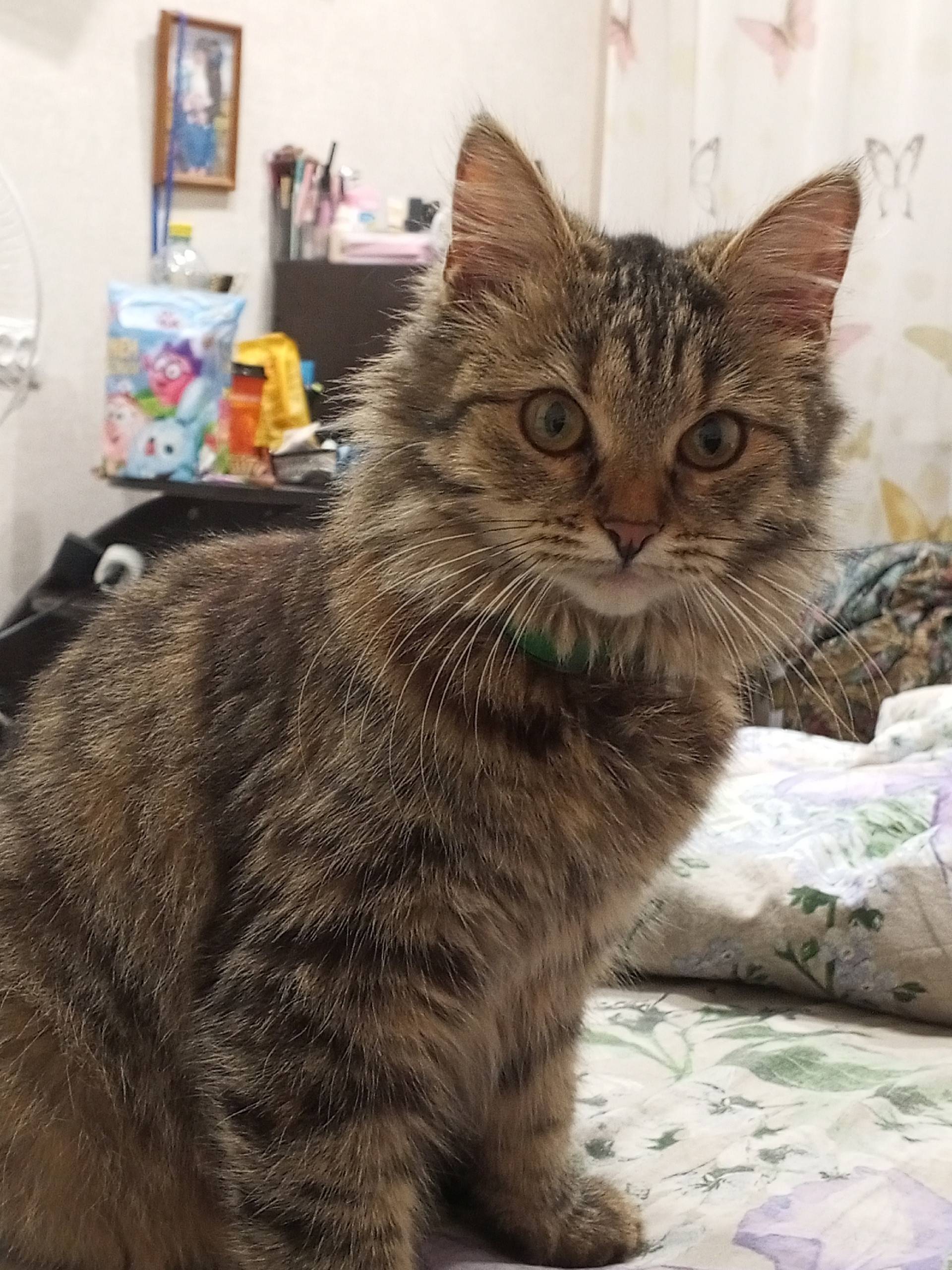 Ржев ❗ПРОПАЛА кошка❗ Ул. Крано...