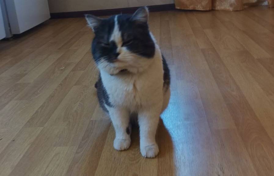 Пропал кот в районе лесхоза ок...