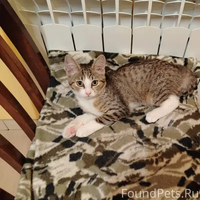 Найдена на ул. Ленина котенок,...