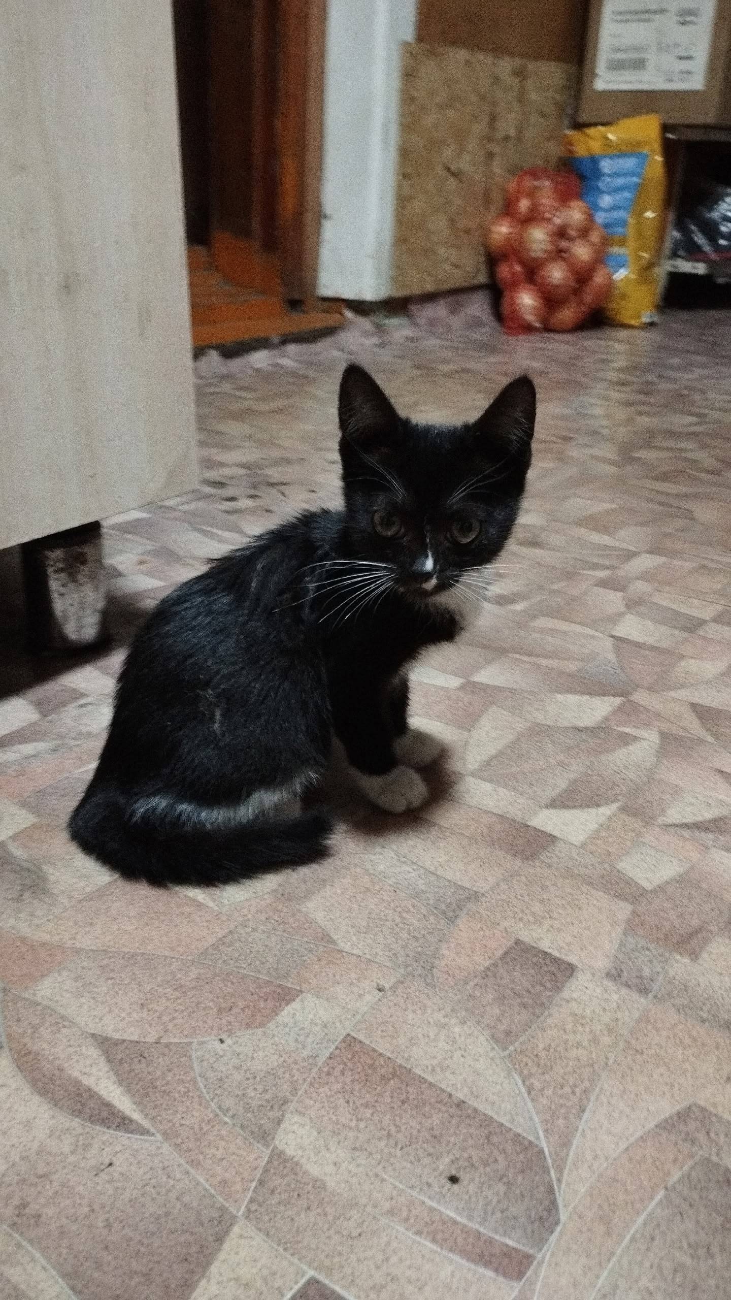 Пропала кошка район Кулацкий,ч...