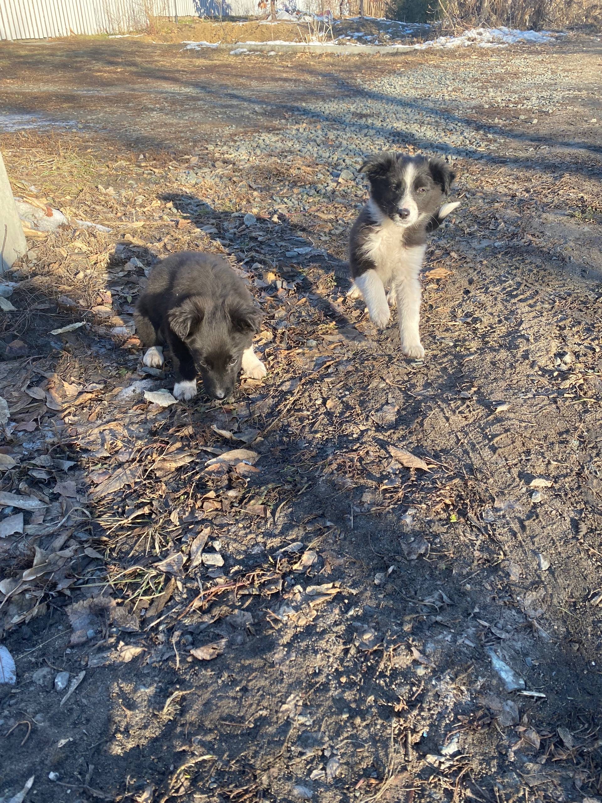 Найдены два щенка, ищут ответс...