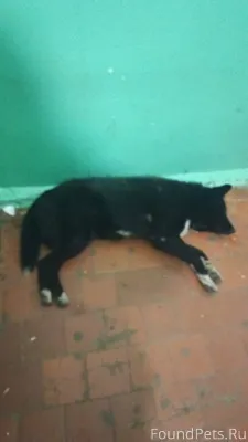 Здравствуйте нашли собаку на у...