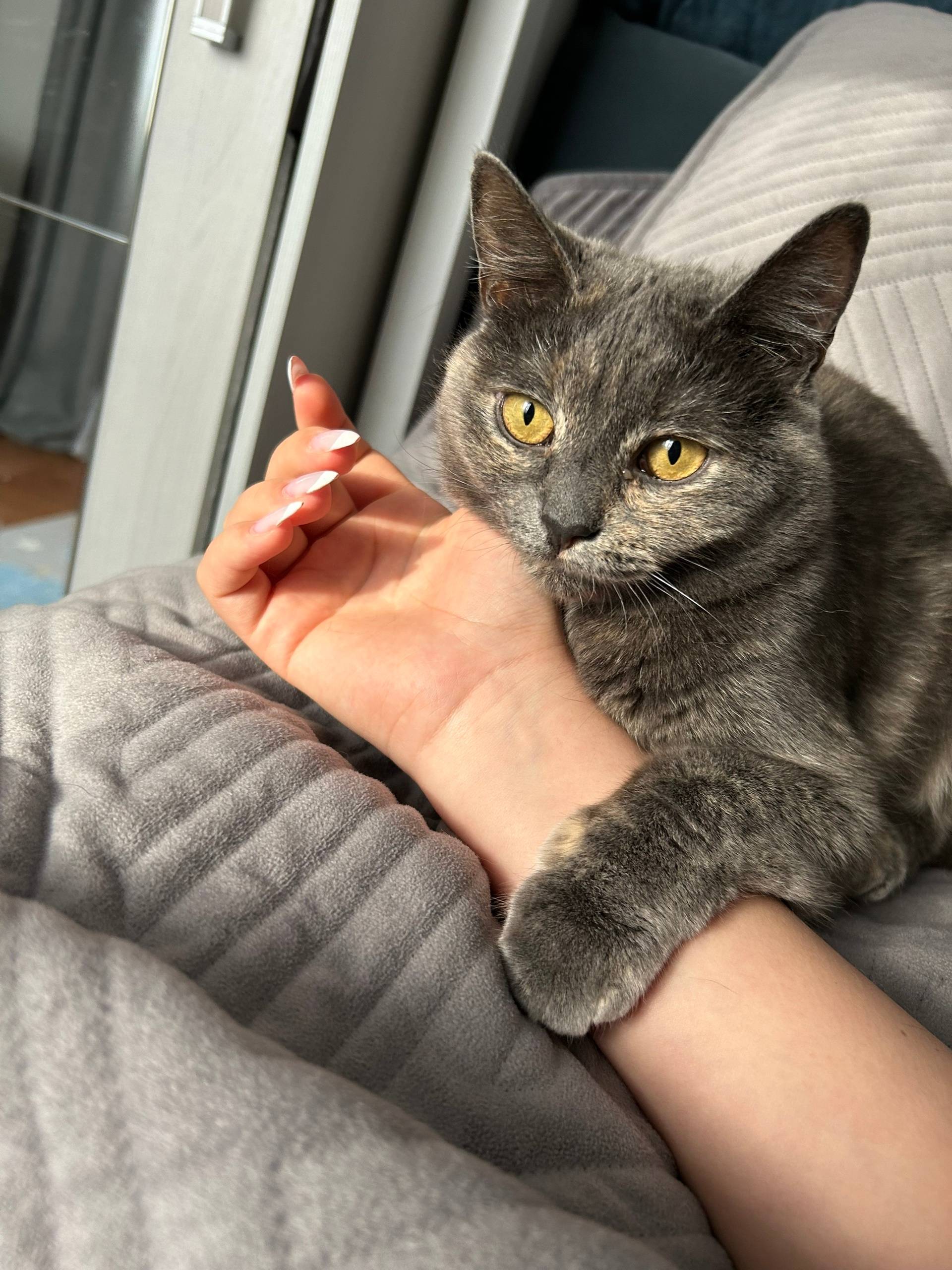 Пропала кошка, если кто видел ...