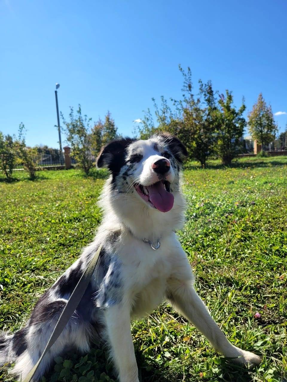 Пропала собака породы Бордер к...