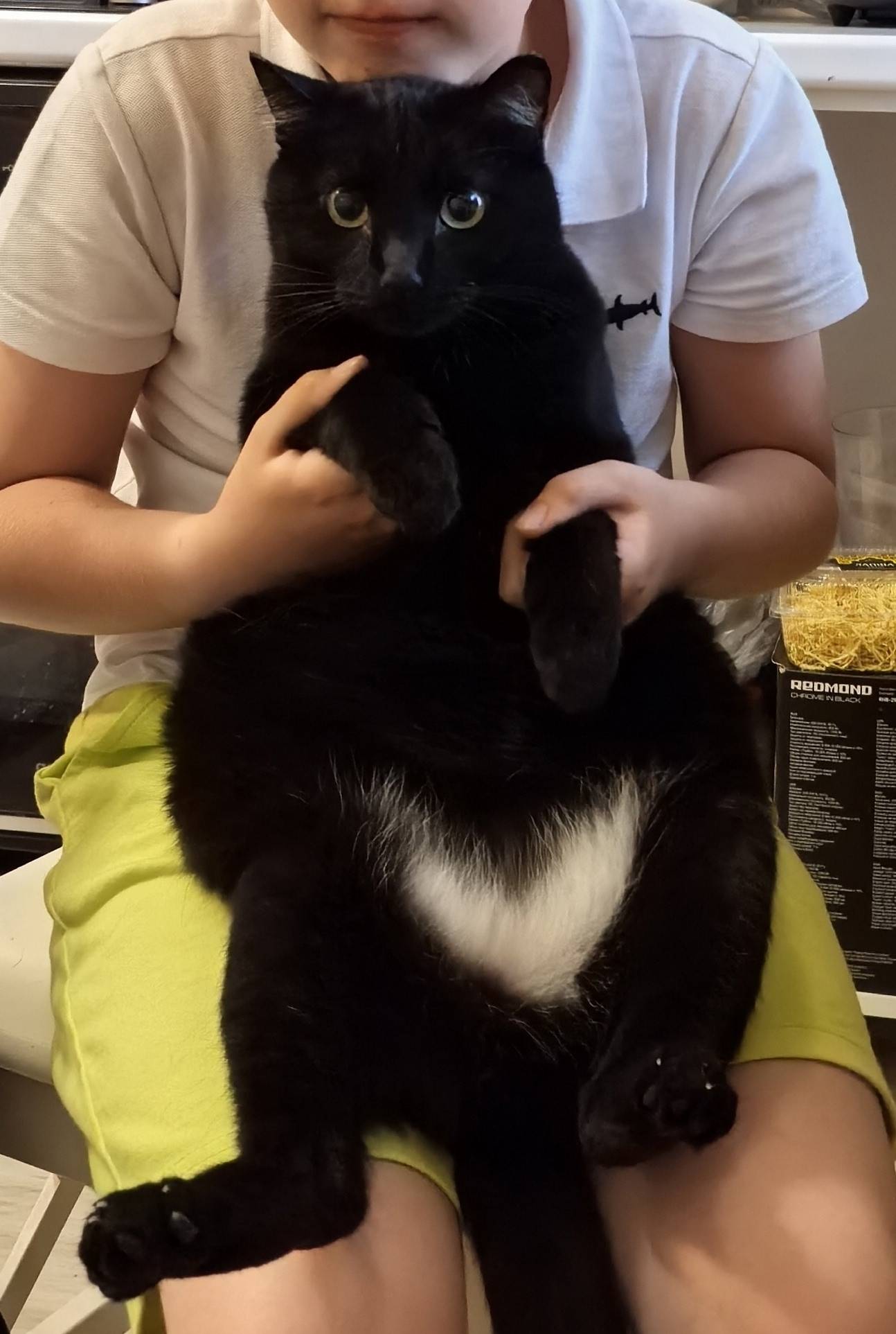 Пропал кот! Зовут Барсик, чёрн...