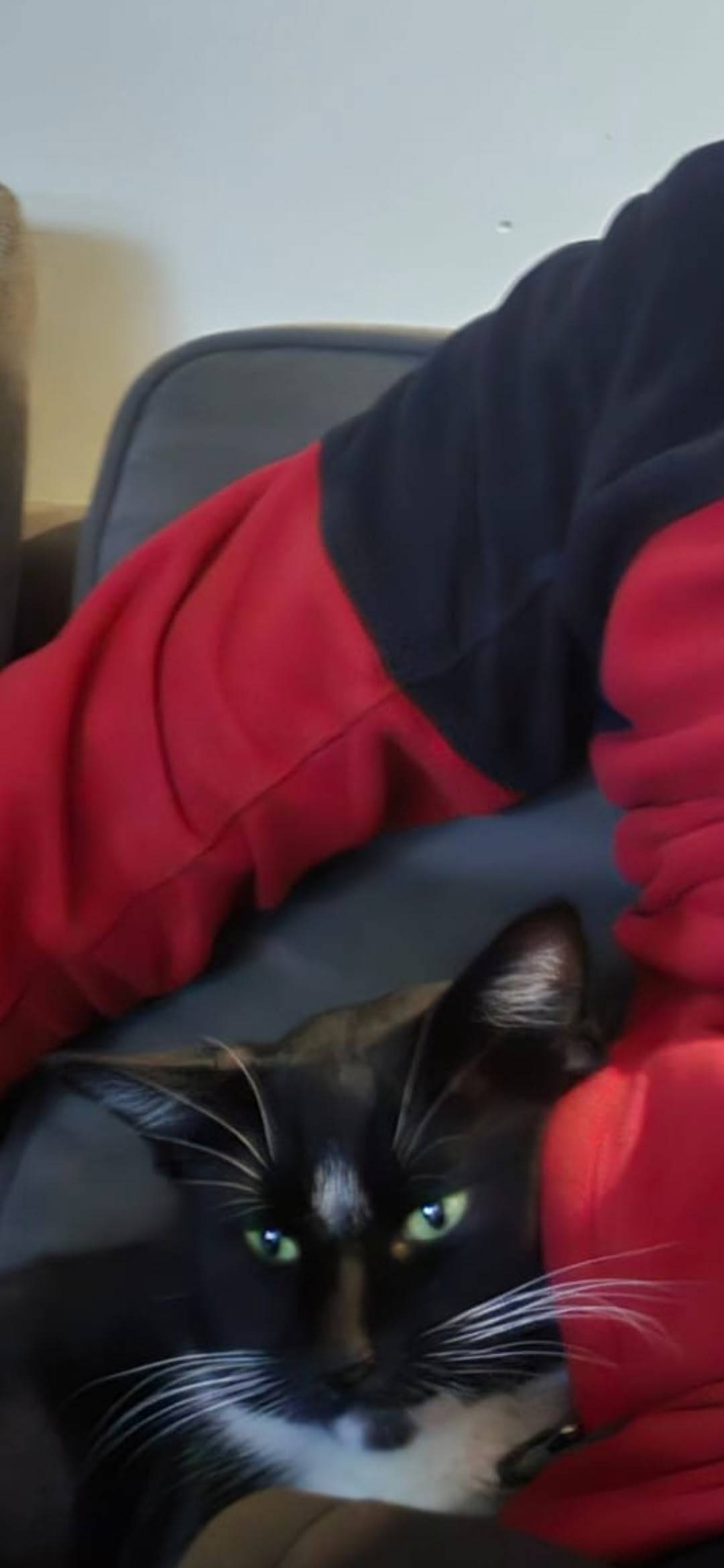 Пропал кот, откликается на кли...