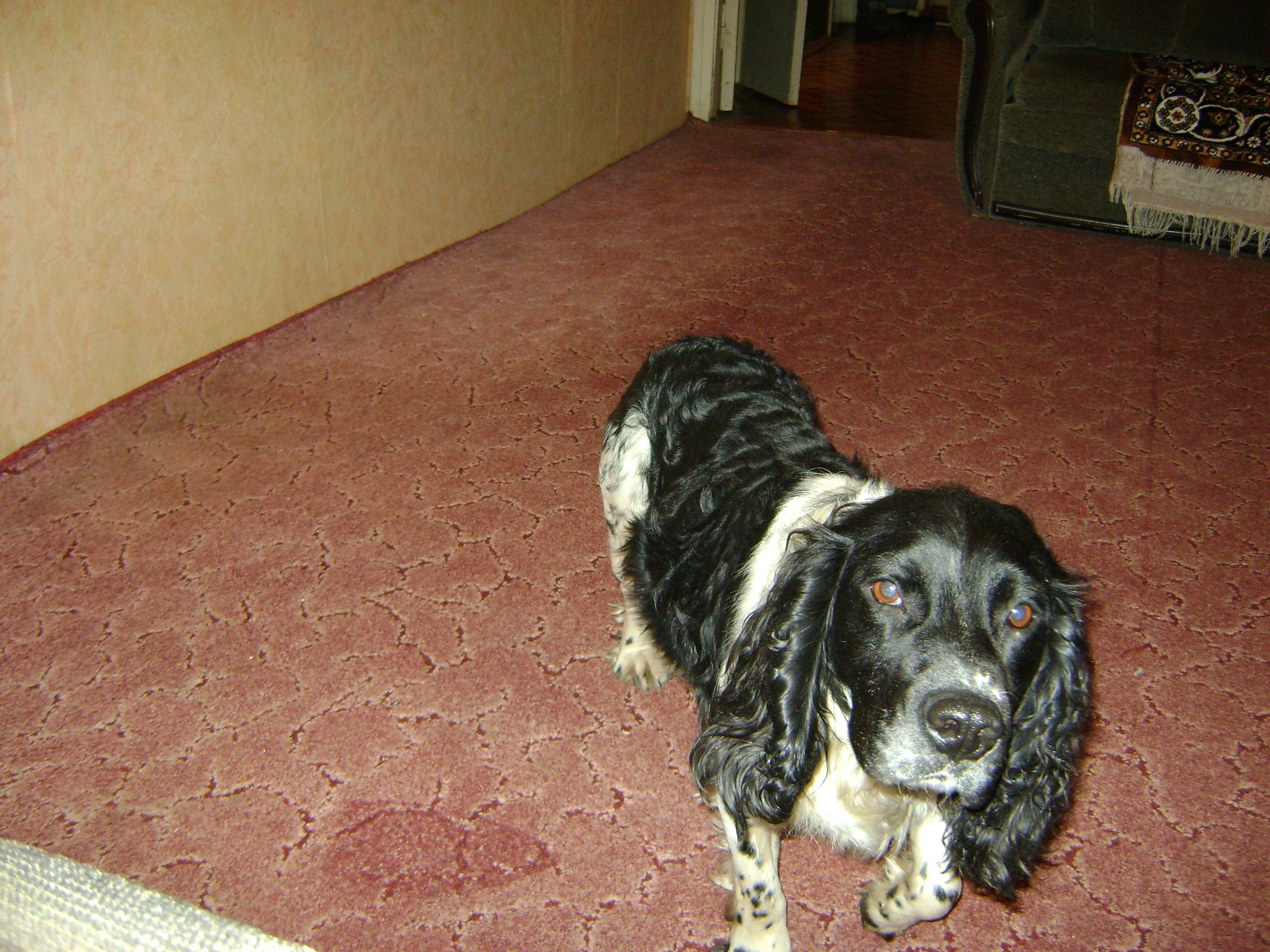 Серноводск. Чья собачка потеря...