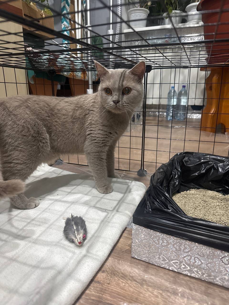 Ищем хозяев! Шикарный кот (вро...