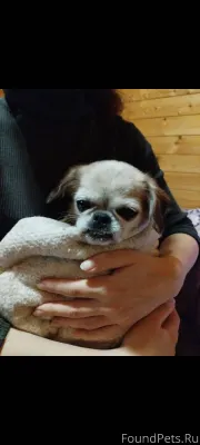 Найдена собака породы Чихуахуа