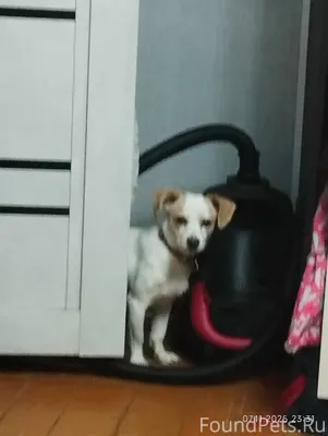 Потерялась собака, откликается...