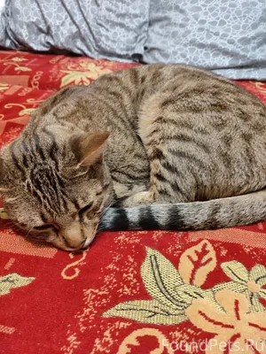 Найден кот в районе 50 лет...