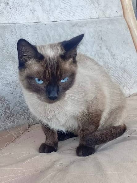 Последний шанс стать домашней…...