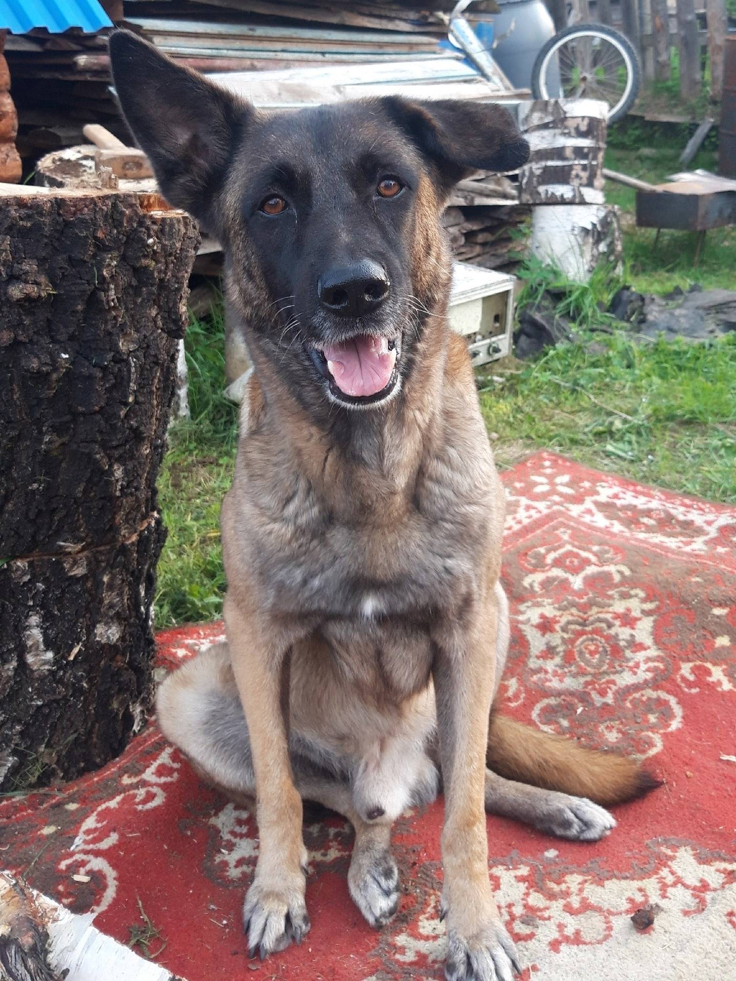 🐕 Пропала собака в районе ж...