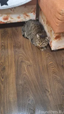 Найден кот на дачах Находка (Л...