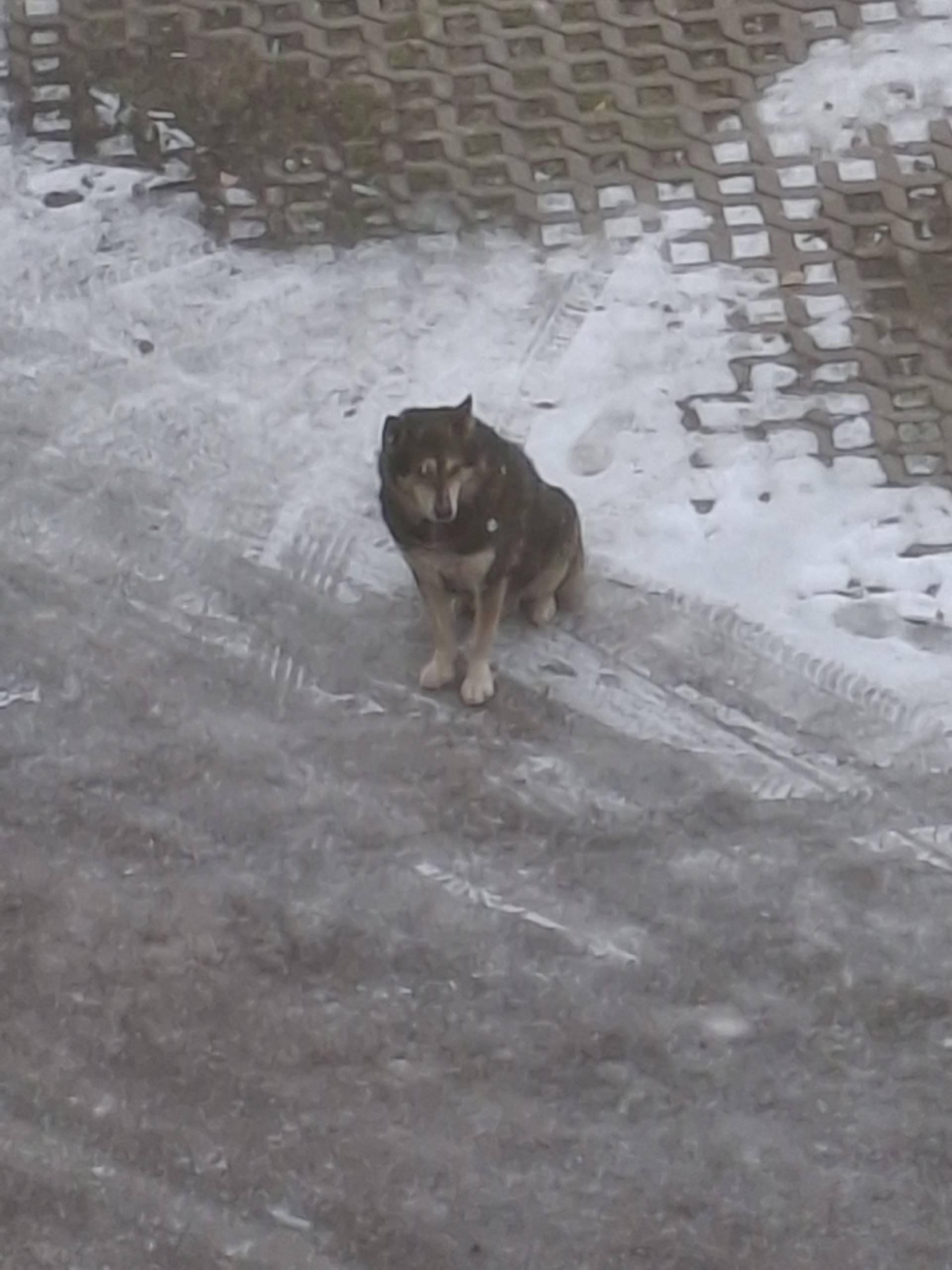 Чья собака сидит на комсомольс...