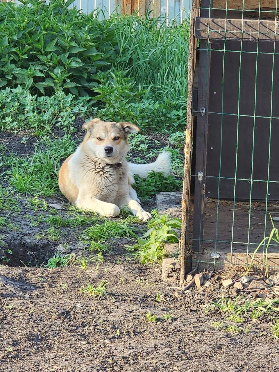 Потерялся пёс, зовут Рекс. Жил...
