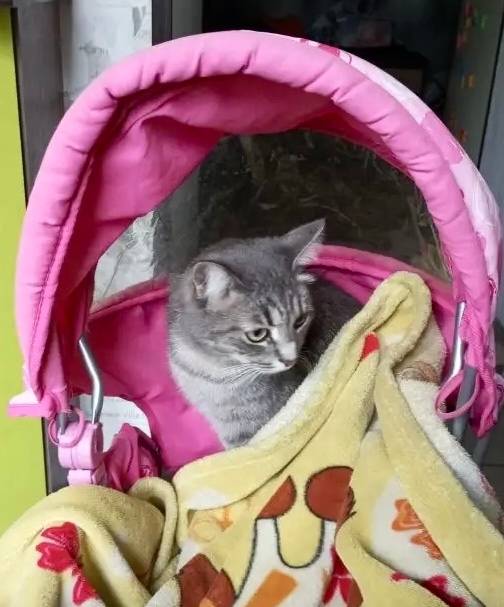 Пропала кошка Сима. Всем добро...