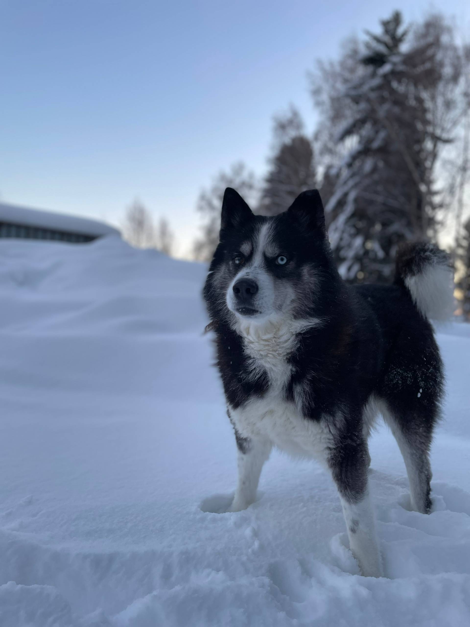 Добрый день! Пропала собака (в...