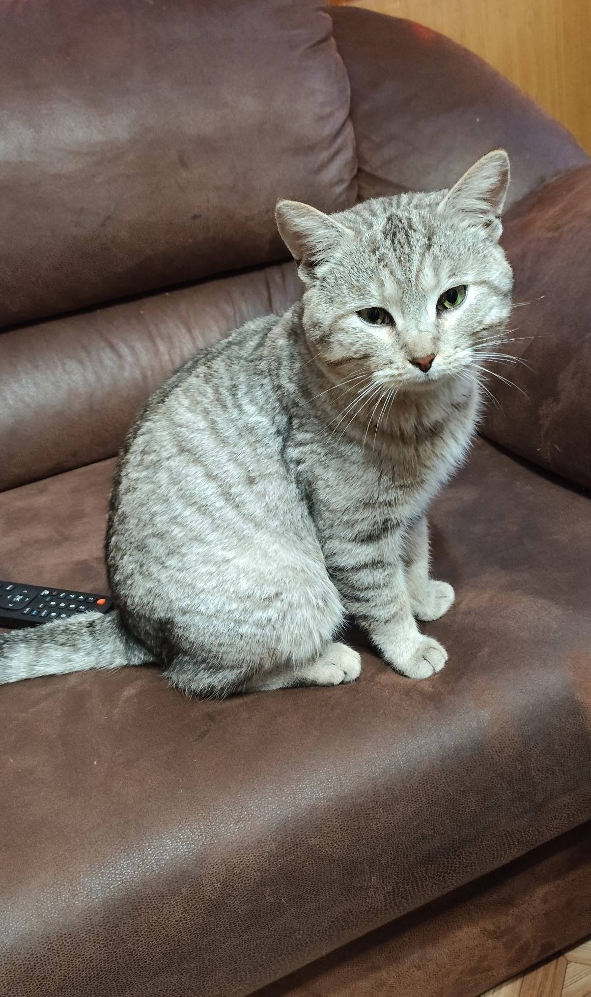 Пропал кот в районе улиц: Буни...