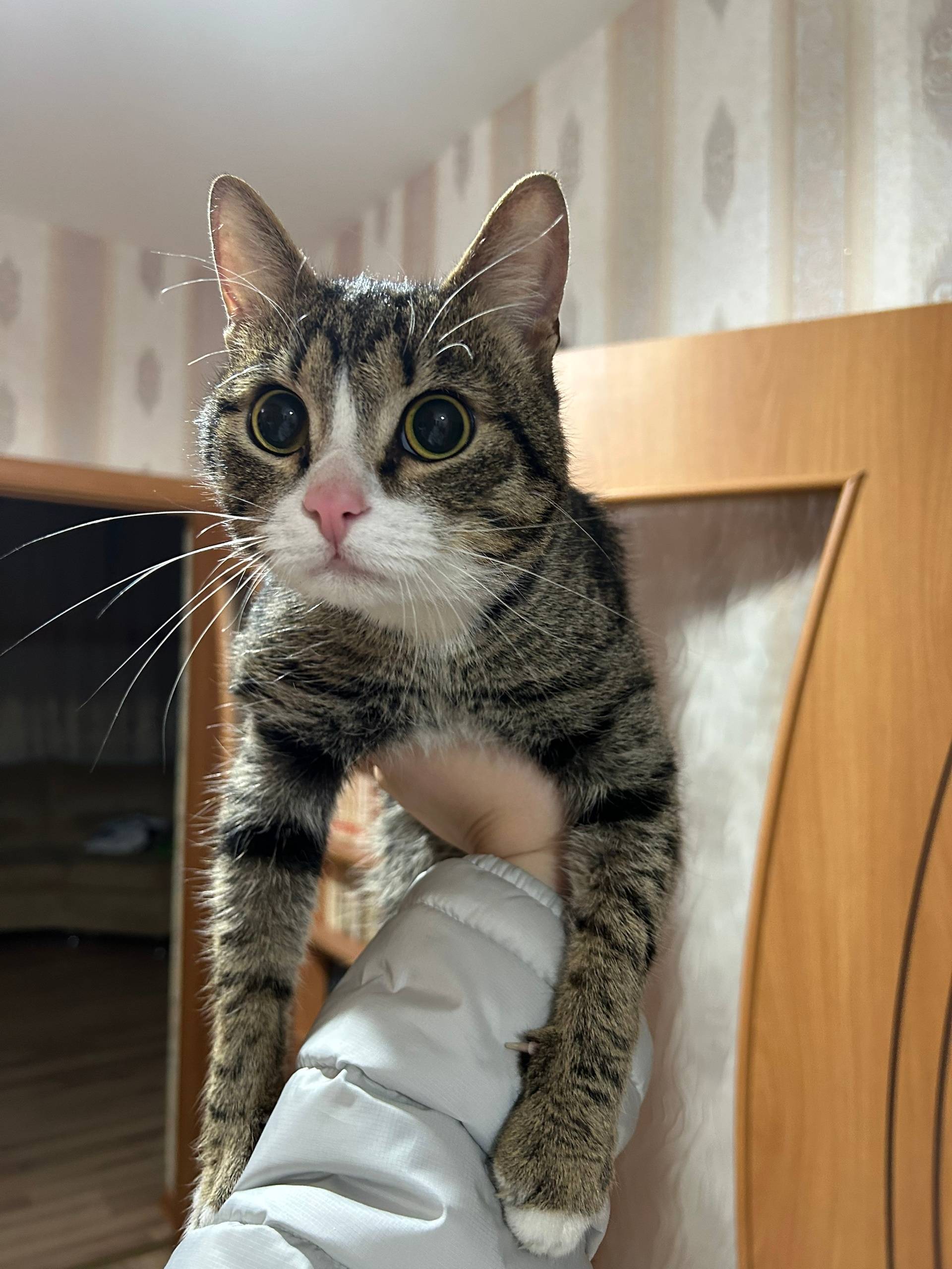 Найден кот на молодежной. Чей?