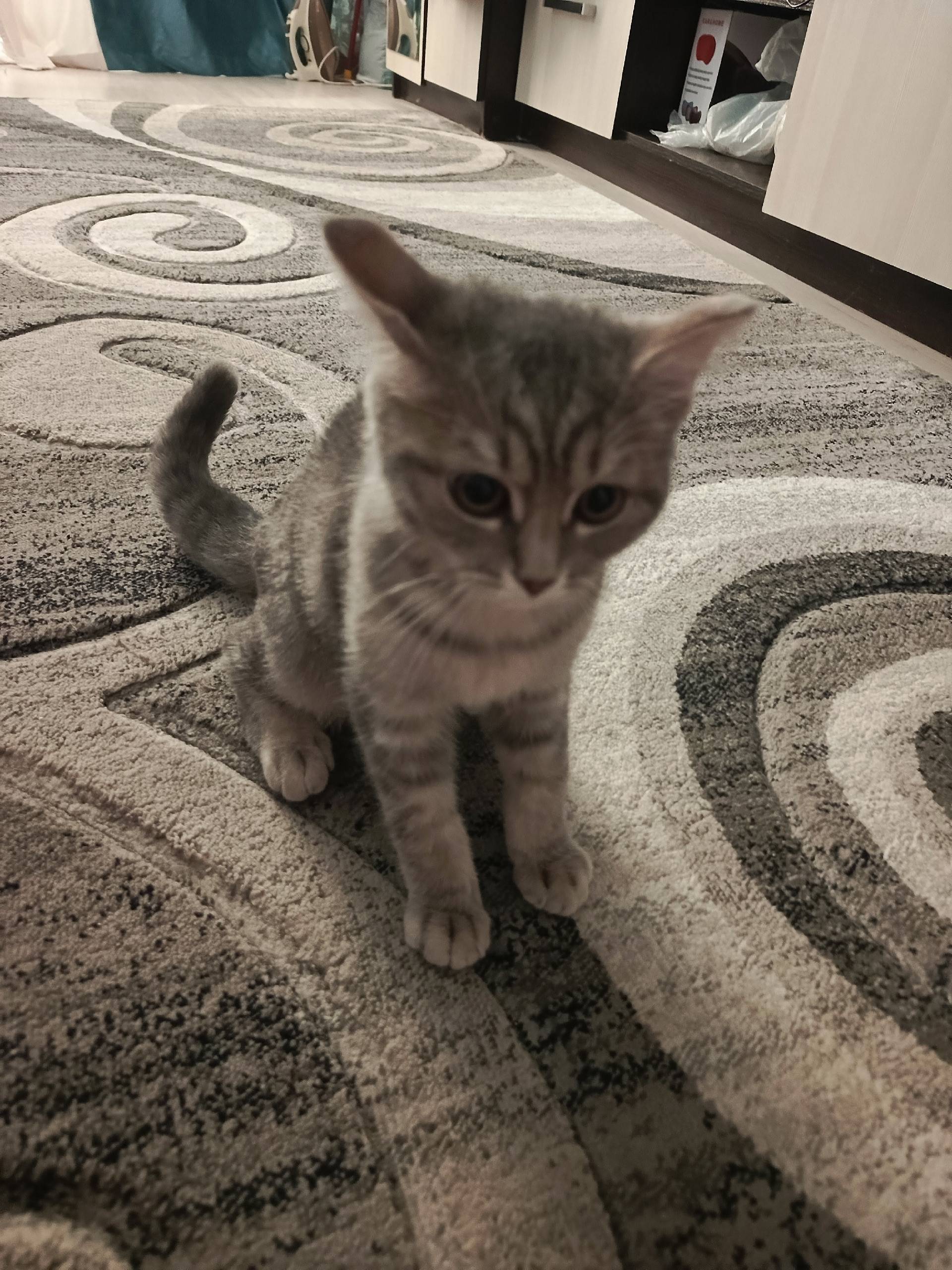 Найден котенок, район Хлынова ...