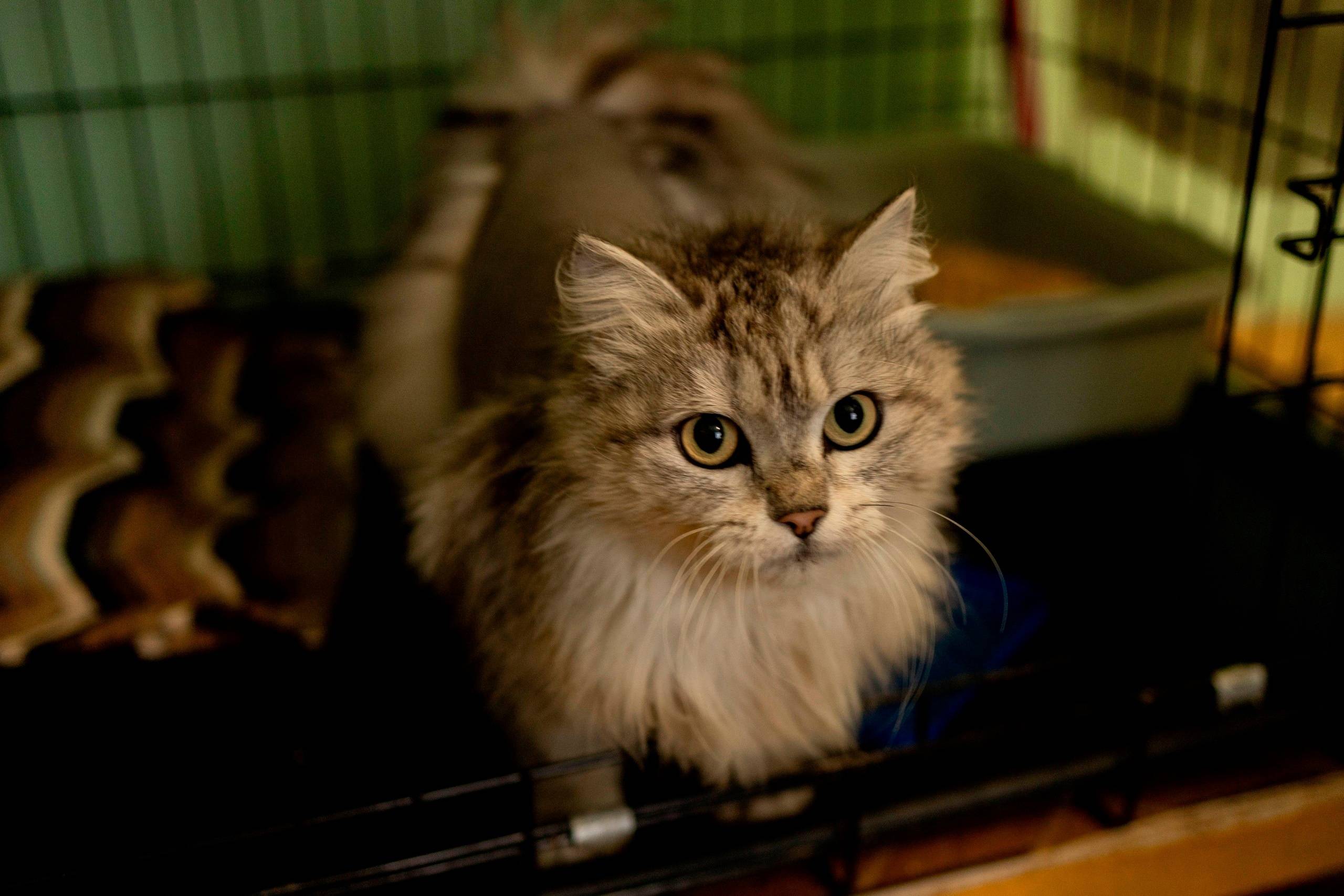 Киара, до 5 лет. 🐾 История...