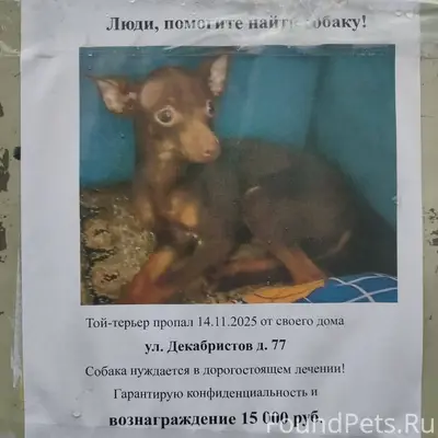 ВНИМАНИЕ! НОГИНСК! Пропал той-...