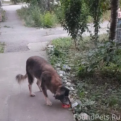 Пропала собака (девочка,стерил...