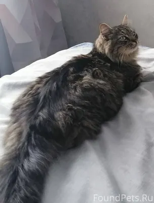 Пропал котик. Помогите найти! ...