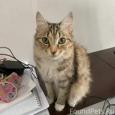 ПРОПАЛА КОШКА! Кызыл, ул. Каа-...