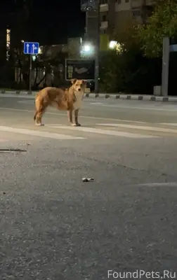 В 4 утра по Видова ходила...