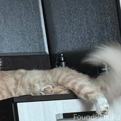 Доьрый день, пропал кот мейкун...