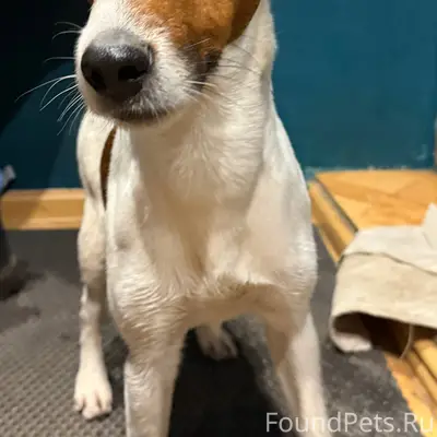 Чья собака потерялась? Джек Ра...