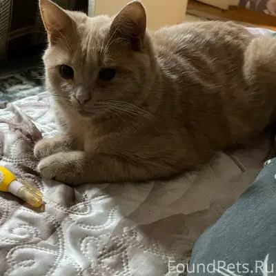 Пропал кот в районе улицы Лени...