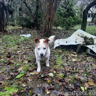 Добрый день! В СНТ рядом найде...