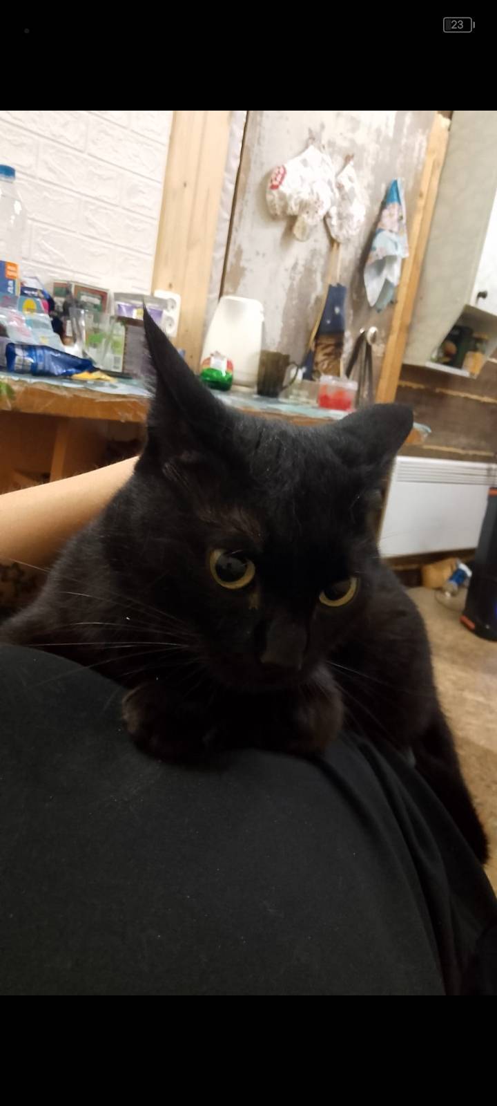 Ищем черного кота! Он полность...