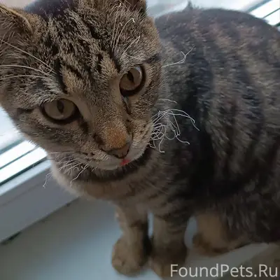 Добрый день! Пропала кошечка-п...