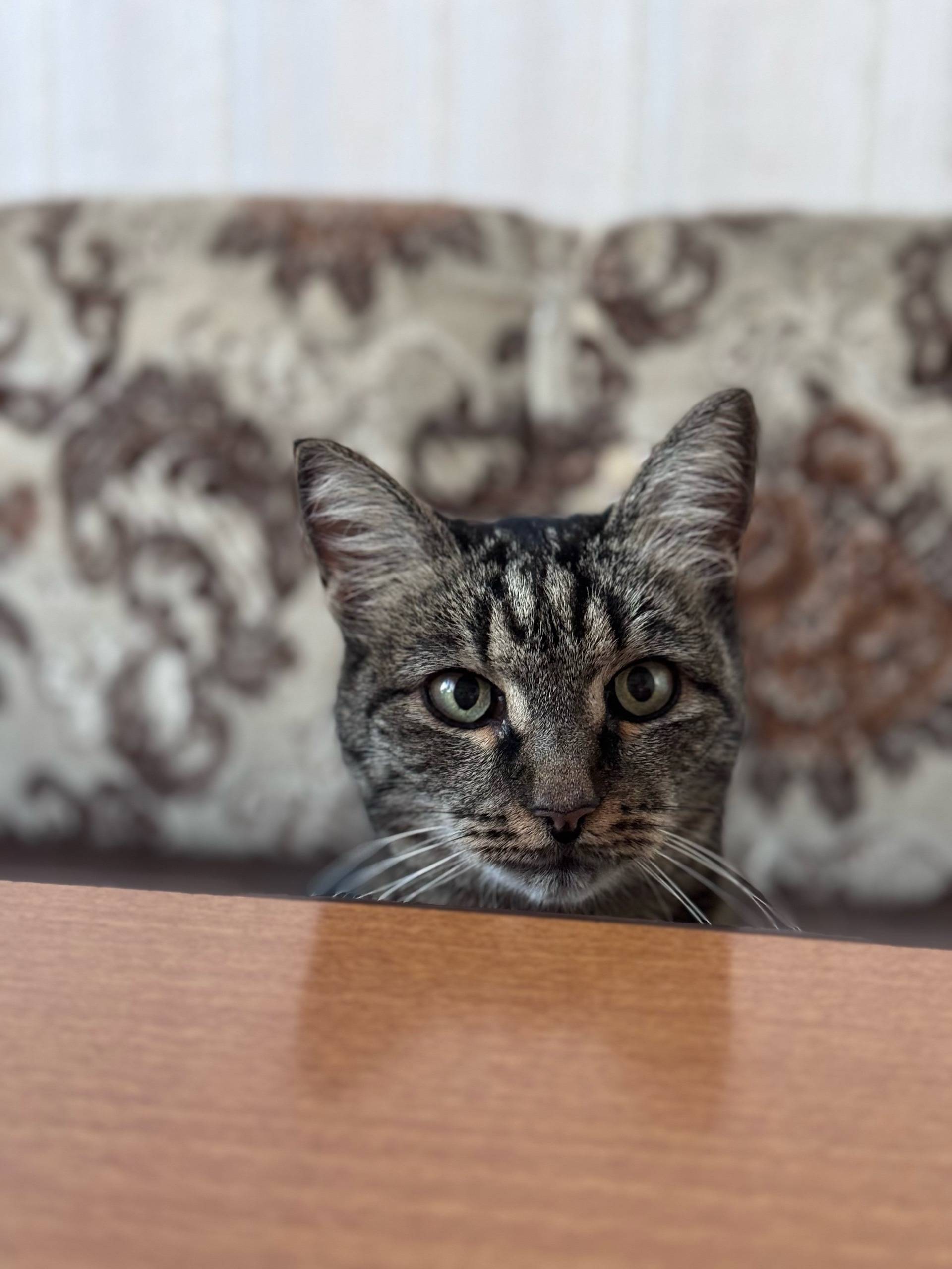 🐾 Пропала кошка Нюша! 🐾 Дороги...