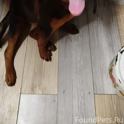 ‼️ПРОПАЛА СОБАКА‼️ Умоляю, адм...